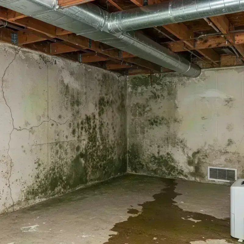 Professional Mold Removal in Union, MS